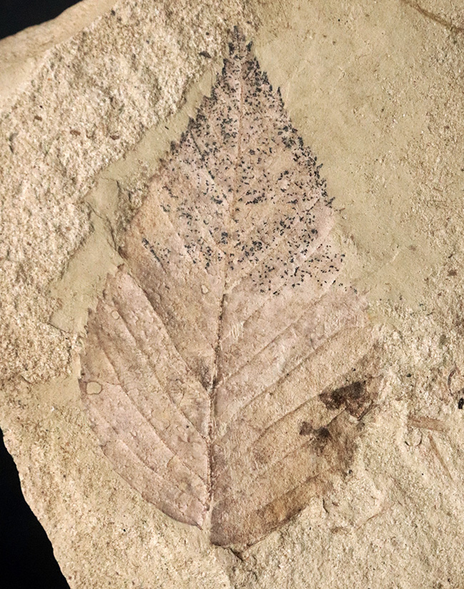 太古の森で風に揺れていたこの葉を、あなたの書斎で飾ってみませんか？秋田県湯沢市産の葉化石（その1）