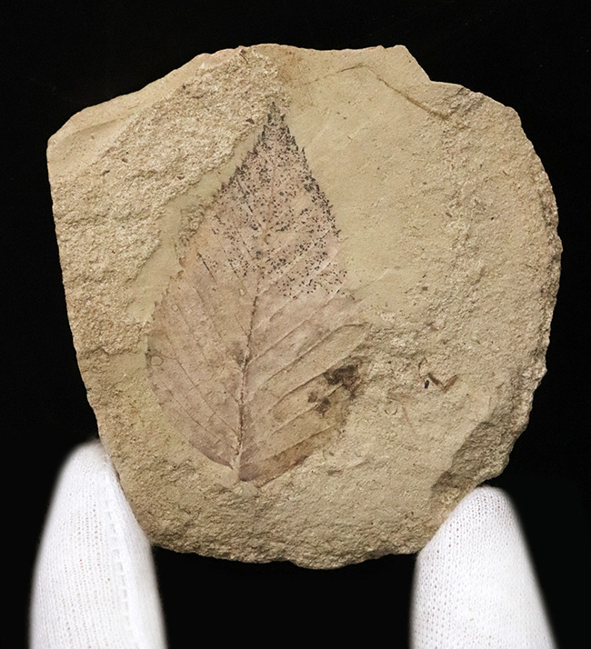 太古の森で風に揺れていたこの葉を、あなたの書斎で飾ってみませんか？秋田県湯沢市産の葉化石（その2）