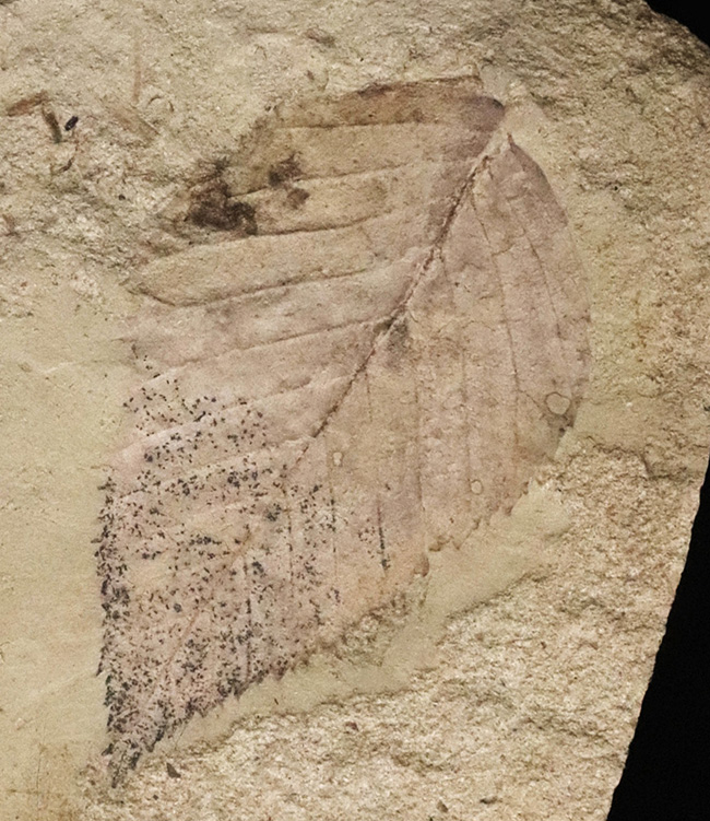 太古の森で風に揺れていたこの葉を、あなたの書斎で飾ってみませんか？秋田県湯沢市産の葉化石（その3）