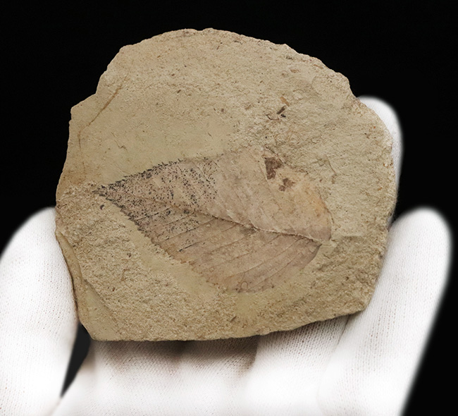 太古の森で風に揺れていたこの葉を、あなたの書斎で飾ってみませんか？秋田県湯沢市産の葉化石（その4）