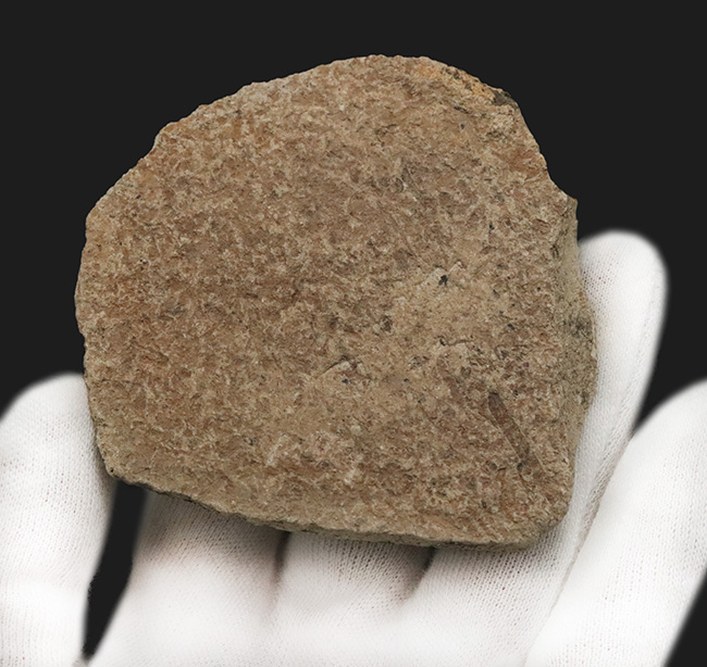 太古の森で風に揺れていたこの葉を、あなたの書斎で飾ってみませんか？秋田県湯沢市産の葉化石（その5）