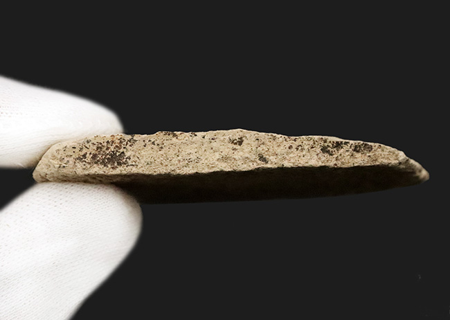 太古の森で風に揺れていたこの葉を、あなたの書斎で飾ってみませんか？秋田県湯沢市産の葉化石（その6）