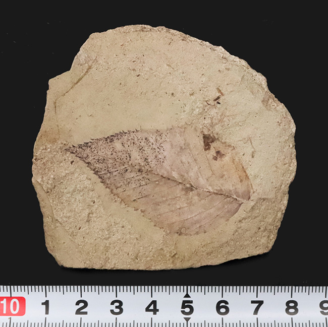 太古の森で風に揺れていたこの葉を、あなたの書斎で飾ってみませんか？秋田県湯沢市産の葉化石（その7）