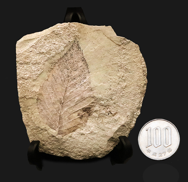 太古の森で風に揺れていたこの葉を、あなたの書斎で飾ってみませんか？秋田県湯沢市産の葉化石（その8）