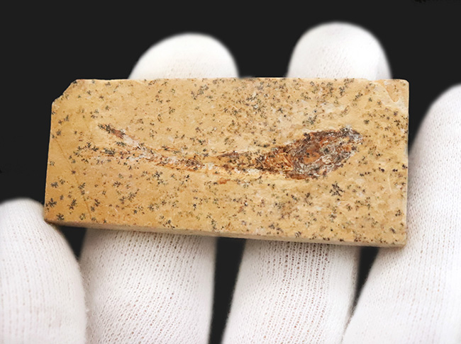 ブラジル白亜紀層産 ダスティルベ（Dastilbe）小型魚類化石｜全身が確認できる良標本（その2）