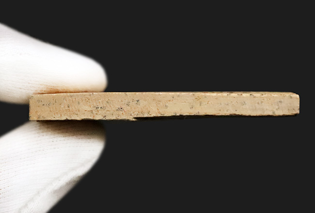 ブラジル白亜紀層産 ダスティルベ（Dastilbe）小型魚類化石｜全身が確認できる良標本（その6）