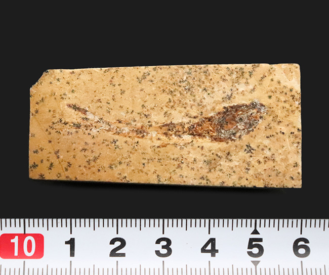 ブラジル白亜紀層産 ダスティルベ（Dastilbe）小型魚類化石｜全身が確認できる良標本（その7）