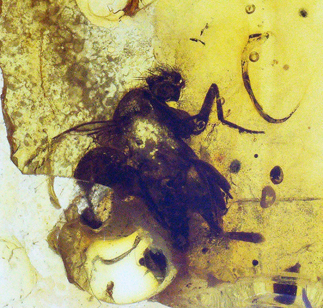 美しいイエロー！ノミバエ科の虫を内包した４０００万年前のバルティックアンバー（Amber）（その2）
