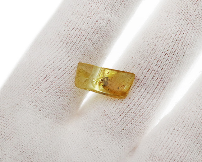 美しいイエロー！ノミバエ科の虫を内包した４０００万年前のバルティックアンバー（Amber）（その4）