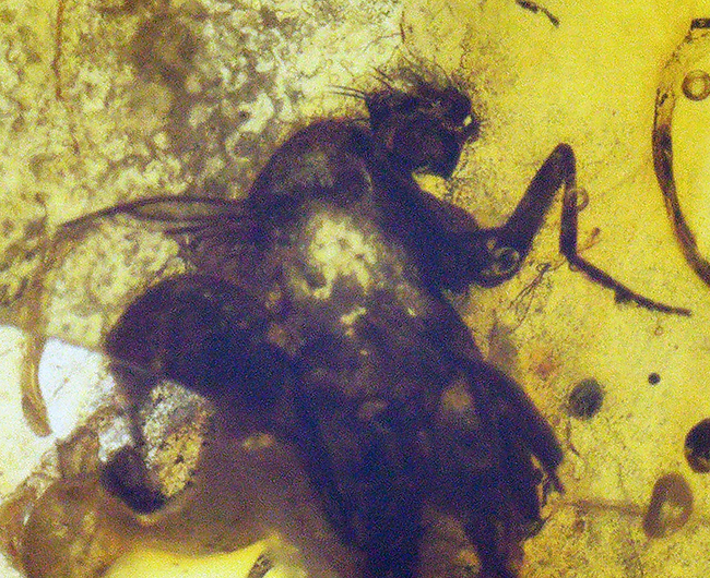 美しいイエロー！ノミバエ科の虫を内包した４０００万年前のバルティックアンバー（Amber）（その5）
