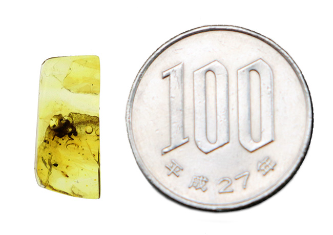 美しいイエロー！ノミバエ科の虫を内包した４０００万年前のバルティックアンバー（Amber）（その8）