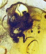 美しいイエロー！ノミバエ科の虫を内包した４０００万年前のバルティックアンバー（Amber）