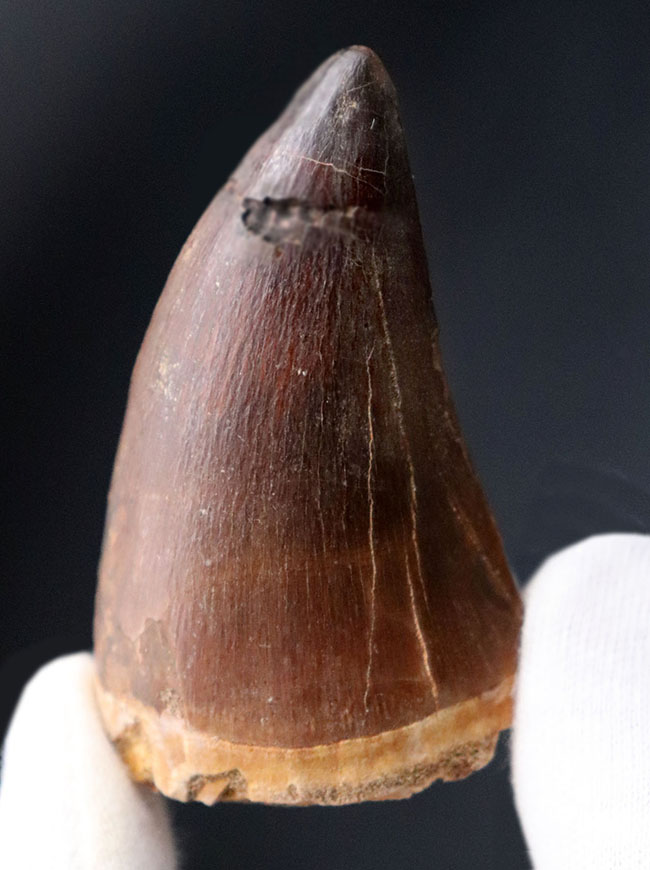 お値打ち!周長11センチ超え!極めて太い、そして重い、史上最強のモササウルス、プログナソドン・アンセプス(Prognathodon anceps)の歯化石(その7)