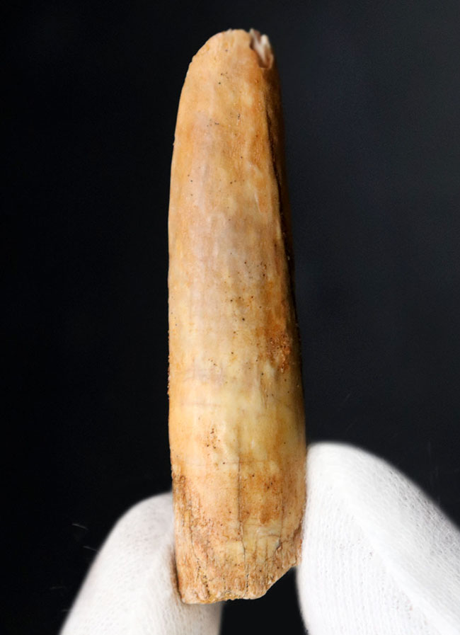 中生代ジュラ紀の地層より採集された、巨大な植物食恐竜、ケティオサウルス(Cetiosaurus)の歯化石(その1)