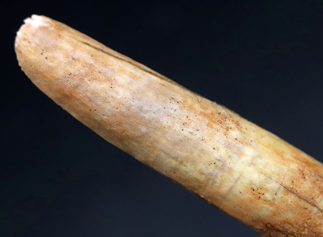 中生代ジュラ紀の地層より採集された、巨大な植物食恐竜、ケティオ