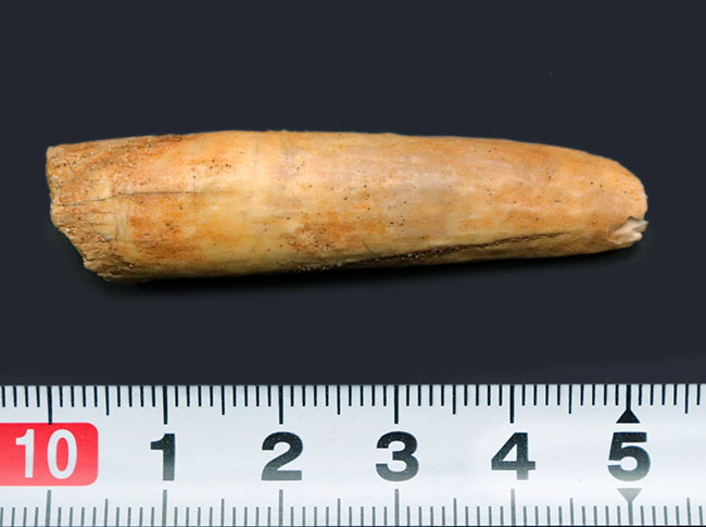 中生代ジュラ紀の地層より採集された、巨大な植物食恐竜、ケティオサウルス(Cetiosaurus)の歯化石(その9)