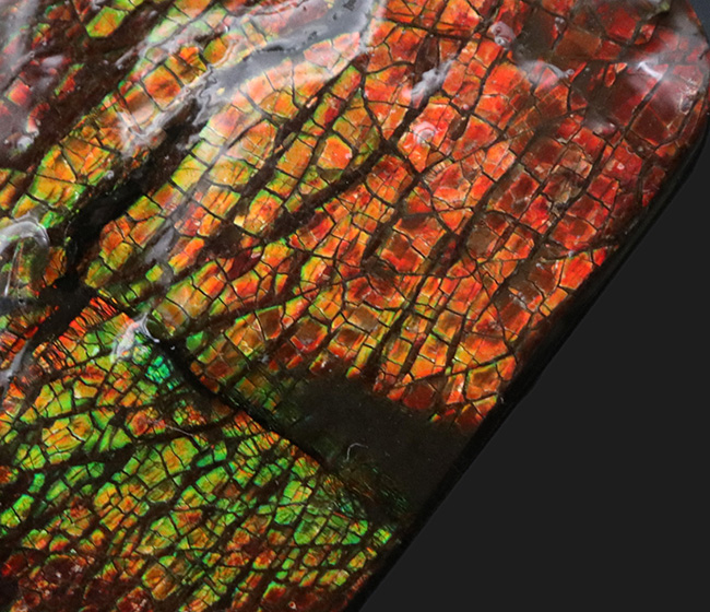 ドラゴンスキン模様が見られ、非常に濃い遊色を呈する、カナダ産の宝石、アンモライト（Ammolite）の天然石（その3）
