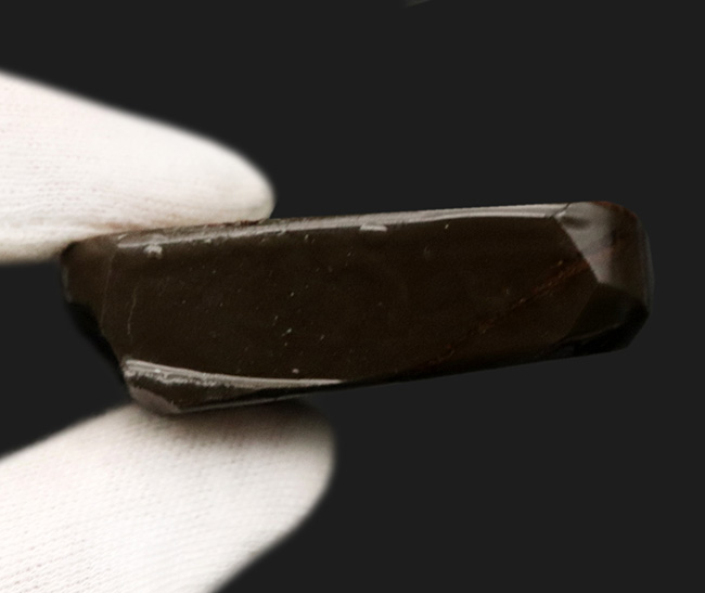 ドラゴンスキン模様が見られ、非常に濃い遊色を呈する、カナダ産の宝石、アンモライト（Ammolite）の天然石（その6）