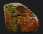 ドラゴンスキン模様が見られ、非常に濃い遊色を呈する、カナダ産の宝石、アンモライト（Ammolite）の天然石