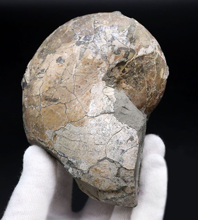 北海道を代表する白亜紀のアンモナイトの一つ、テトラゴニテス(Tetragonites)(その1)