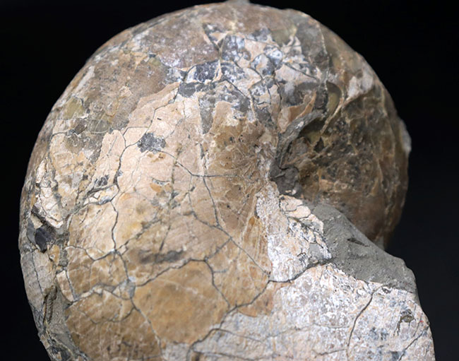 北海道を代表する白亜紀のアンモナイトの一つ、テトラゴニテス(Tetragonites)(その2)
