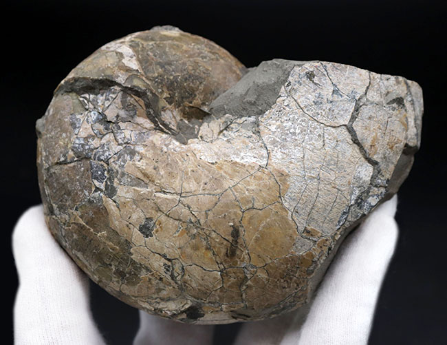 北海道を代表する白亜紀のアンモナイトの一つ、テトラゴニテス（Tetragonites）（その3）