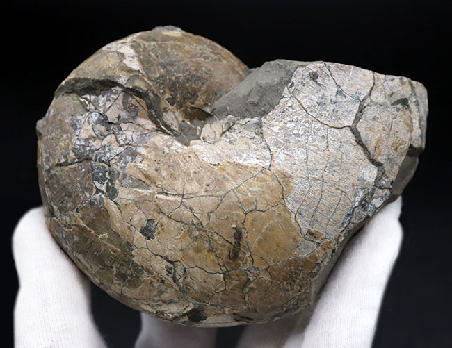 北海道を代表する白亜紀のアンモナイトの一つ、テトラゴニテス(Tetragonites)(その3)
