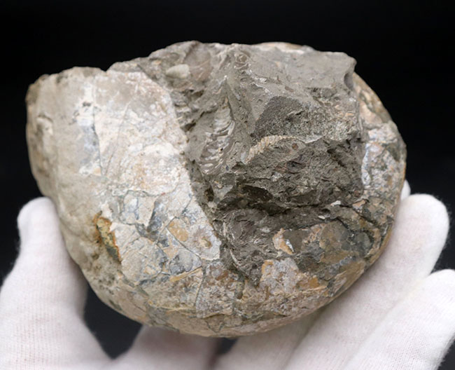 北海道を代表する白亜紀のアンモナイトの一つ、テトラゴニテス(Tetragonites)(その4)