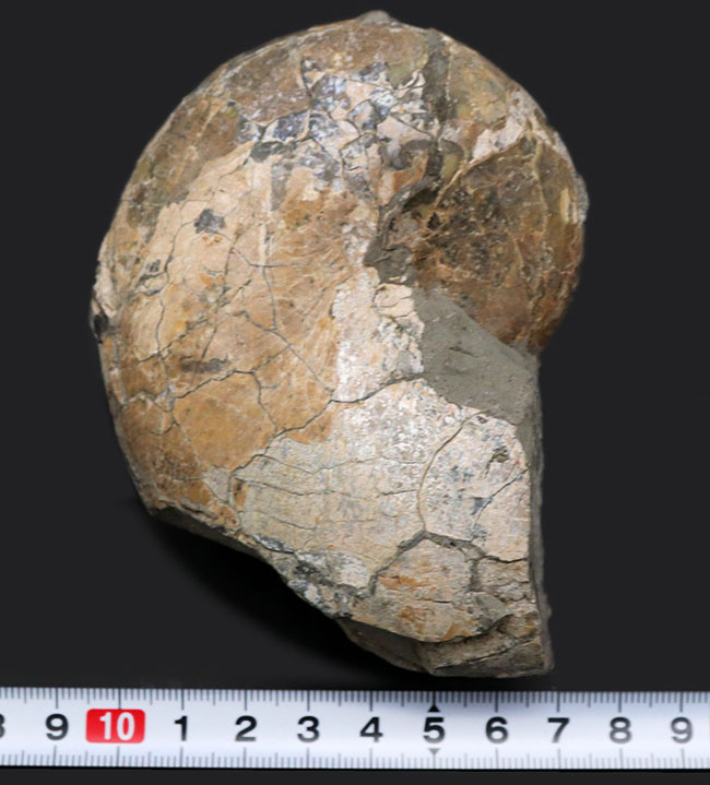 北海道を代表する白亜紀のアンモナイトの一つ、テトラゴニテス(Tetragonites)(その6)