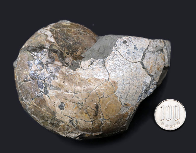 北海道を代表する白亜紀のアンモナイトの一つ、テトラゴニテス(Tetragonites)(その7)