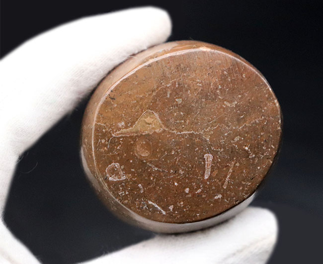 古生代に繁栄したオルソセラスの仲間、ゴンフォセラス（Gomphoceras