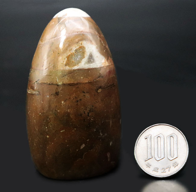 古生代に繁栄したオルソセラスの仲間、ゴンフォセラス（Gomphoceras