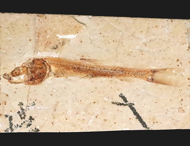 美味だったかも? 約1億1000万年前の絶滅古代魚、ダスティルベの全身化石(その1)