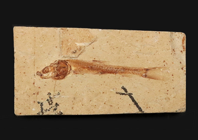 美味だったかも? 約1億1000万年前の絶滅古代魚、ダスティルベの全身化石(その2)