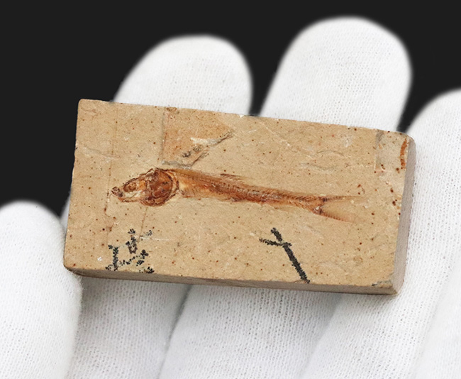 美味だったかも? 約1億1000万年前の絶滅古代魚、ダスティルベの全身化石(その3)