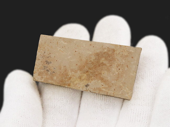 美味だったかも? 約1億1000万年前の絶滅古代魚、ダスティルベの全身化石(その4)