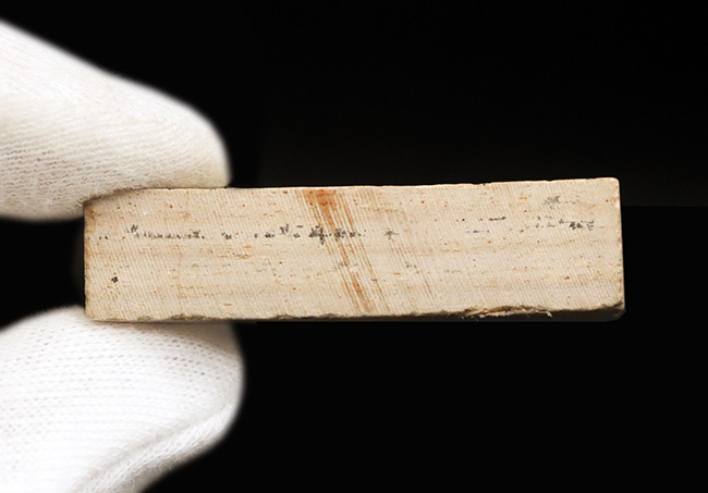 美味だったかも? 約1億1000万年前の絶滅古代魚、ダスティルベの全身化石(その5)