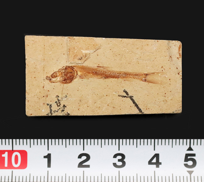 美味だったかも? 約1億1000万年前の絶滅古代魚、ダスティルベの全身化石(その6)