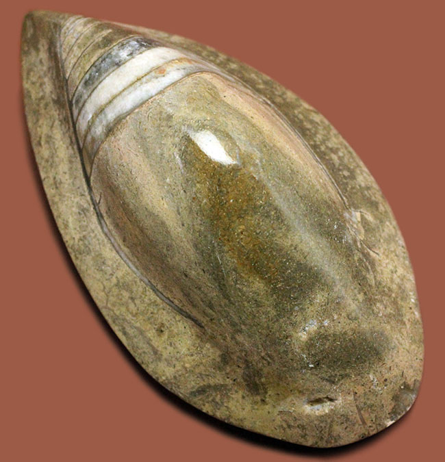 約3億7000万年前に世界中の海で繁栄していた直角貝ことオルソセラスの仲間、ゴンフォセラス(Gomphoceras sp.)（その1）