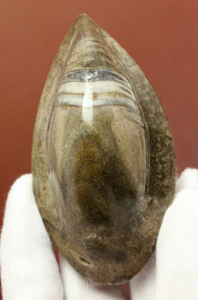 約3億7000万年前に世界中の海で繁栄していた直角貝こと