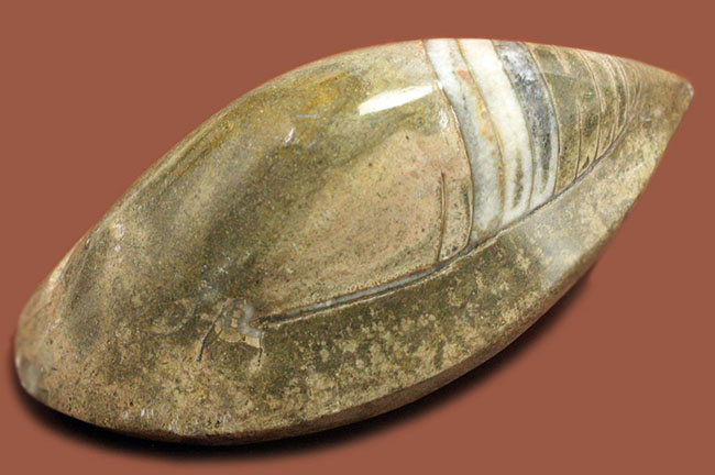 約3億7000万年前に世界中の海で繁栄していた直角貝ことオルソセラスの仲間、ゴンフォセラス(Gomphoceras sp.)（その2）