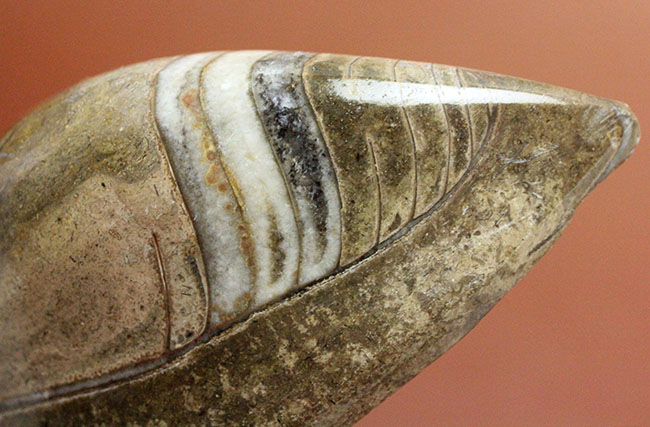 約3億7000万年前に世界中の海で繁栄していた直角貝ことオルソセラスの仲間、ゴンフォセラス(Gomphoceras sp.)（その4）