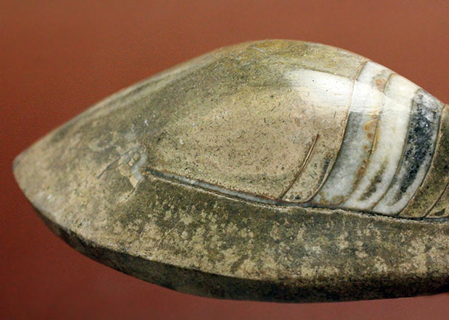 約3億7000万年前に世界中の海で繁栄していた直角貝ことオルソセラスの仲間、ゴンフォセラス(Gomphoceras sp.)（その5）