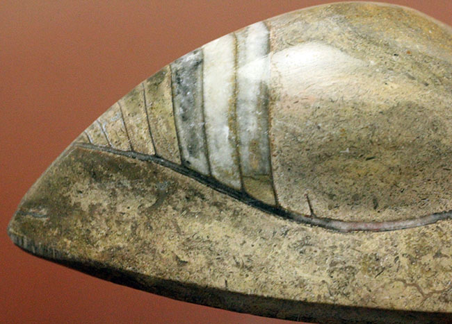 約3億7000万年前に世界中の海で繁栄していた直角貝ことオルソセラスの仲間、ゴンフォセラス(Gomphoceras sp.)（その6）