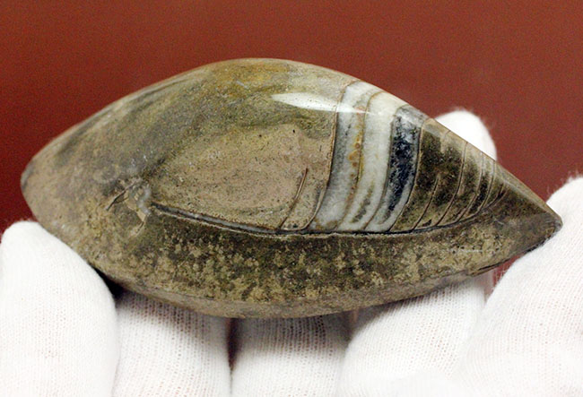 約3億7000万年前に世界中の海で繁栄していた直角貝ことオルソセラスの仲間、ゴンフォセラス(Gomphoceras sp.)（その8）