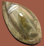 約3億7000万年前に世界中の海で繁栄していた直角貝ことオルソセラスの仲間、ゴンフォセラス(Gomphoceras sp.)