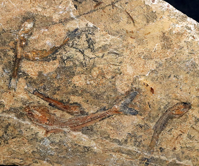価値あるマルチプレート化石！ブラジルのおよそ１億年前の地層より発見された古代魚、ダスティルベ（Dastilbe）の群集化石（その1）