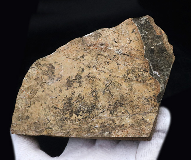 価値あるマルチプレート化石！ブラジルのおよそ１億年前の地層より発見された古代魚、ダスティルベ（Dastilbe）の群集化石（その2）