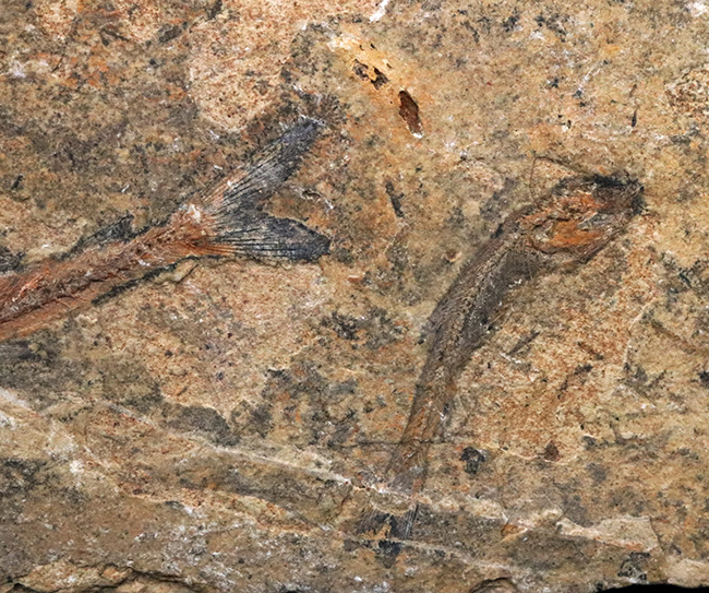 価値あるマルチプレート化石！ブラジルのおよそ１億年前の地層より発見された古代魚、ダスティルベ（Dastilbe）の群集化石（その3）