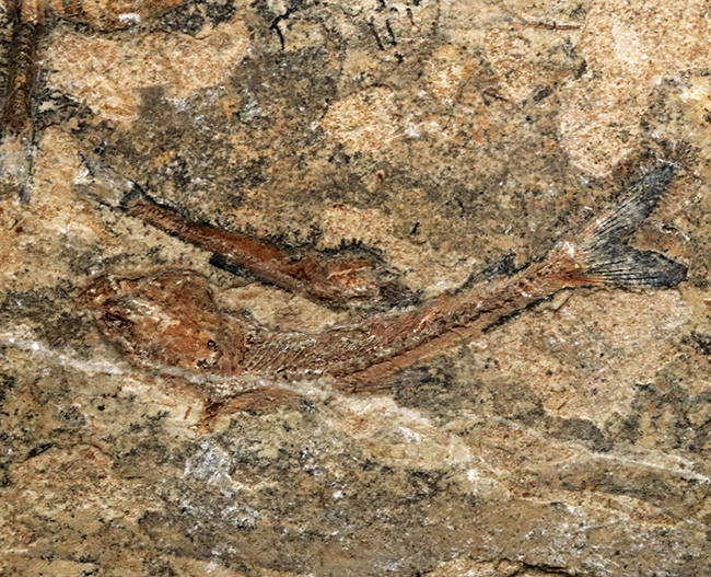 価値あるマルチプレート化石！ブラジルのおよそ１億年前の地層より発見された古代魚、ダスティルベ（Dastilbe）の群集化石（その4）